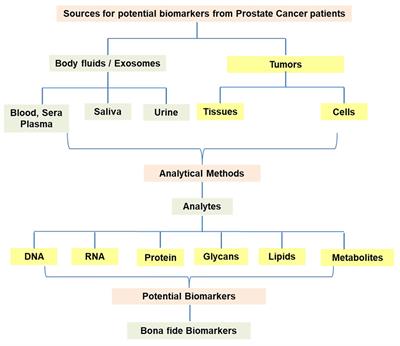 Editorial: Identification of therapeutic targets and novel biomarkers in prostate cancer volume II